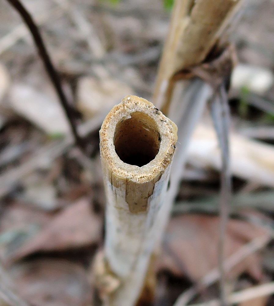 Image of Macleaya cordata specimen.