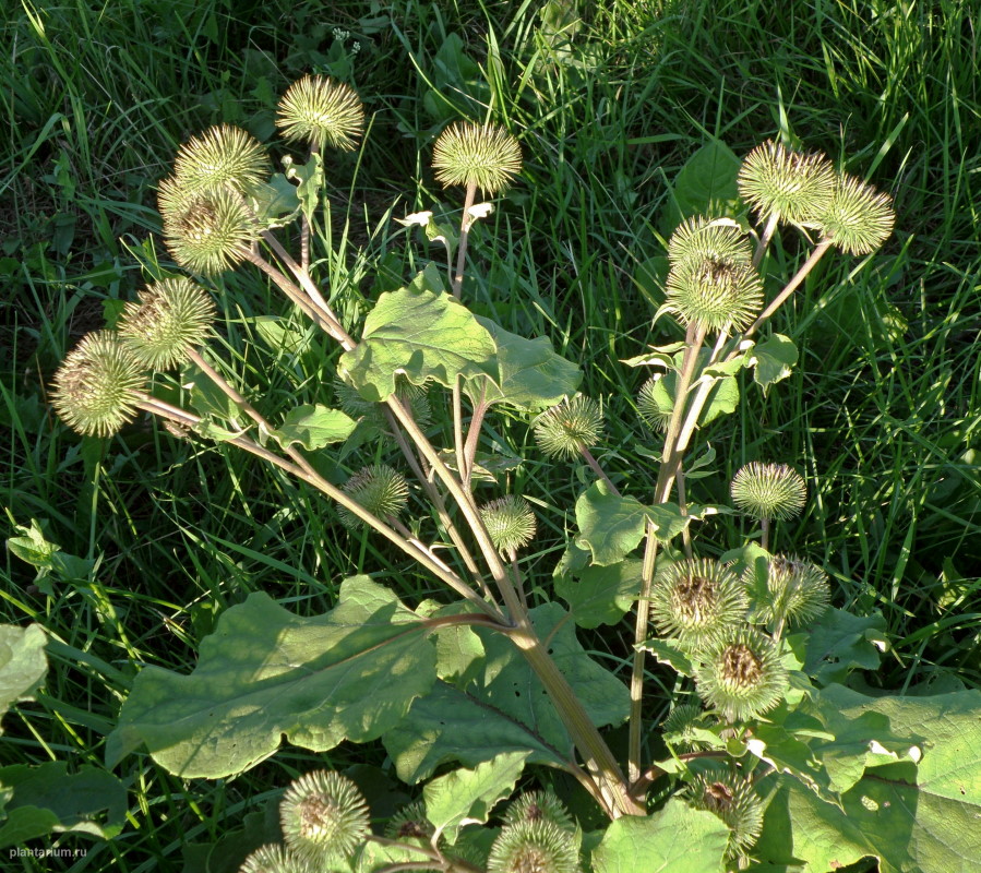 Image of Arctium lappa specimen.