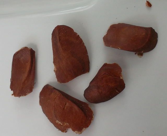 Image of familia Meliaceae specimen.
