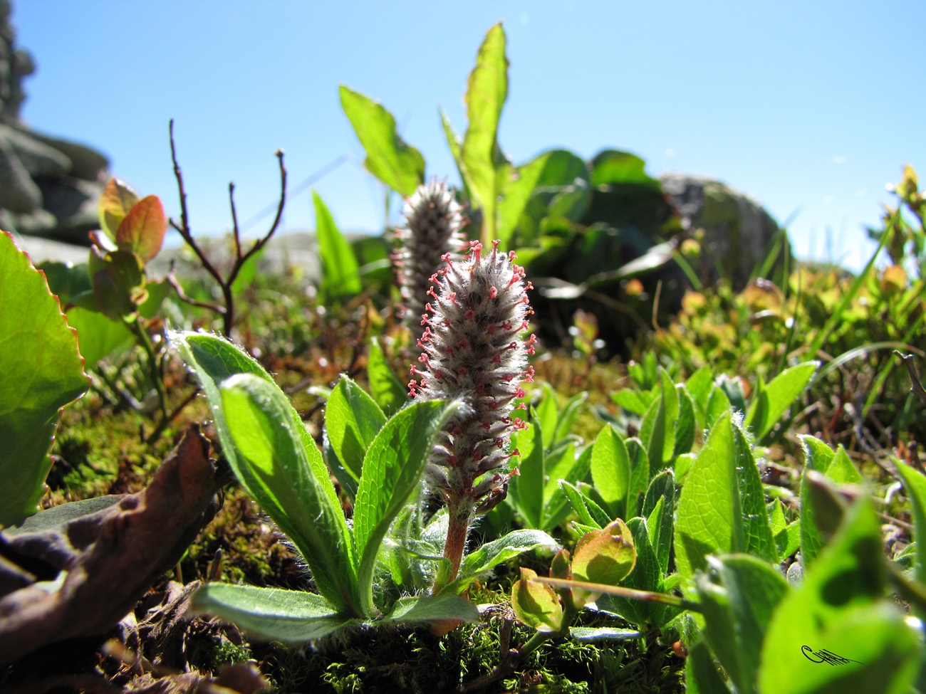 Изображение особи Salix rectijulis.