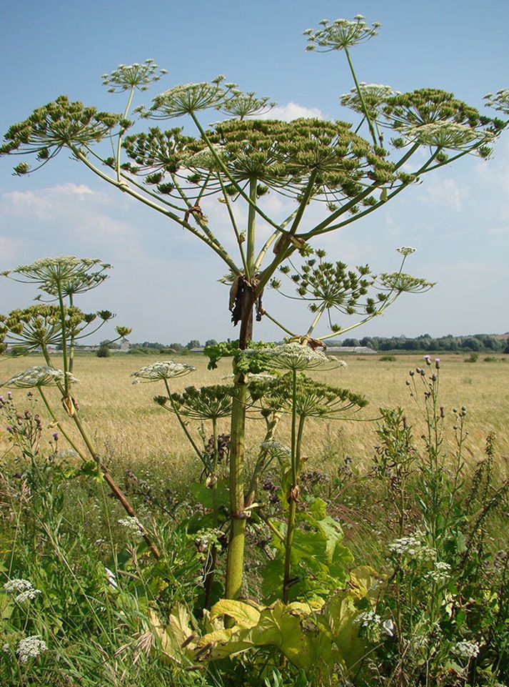 Image of Heracleum sosnowskyi specimen.