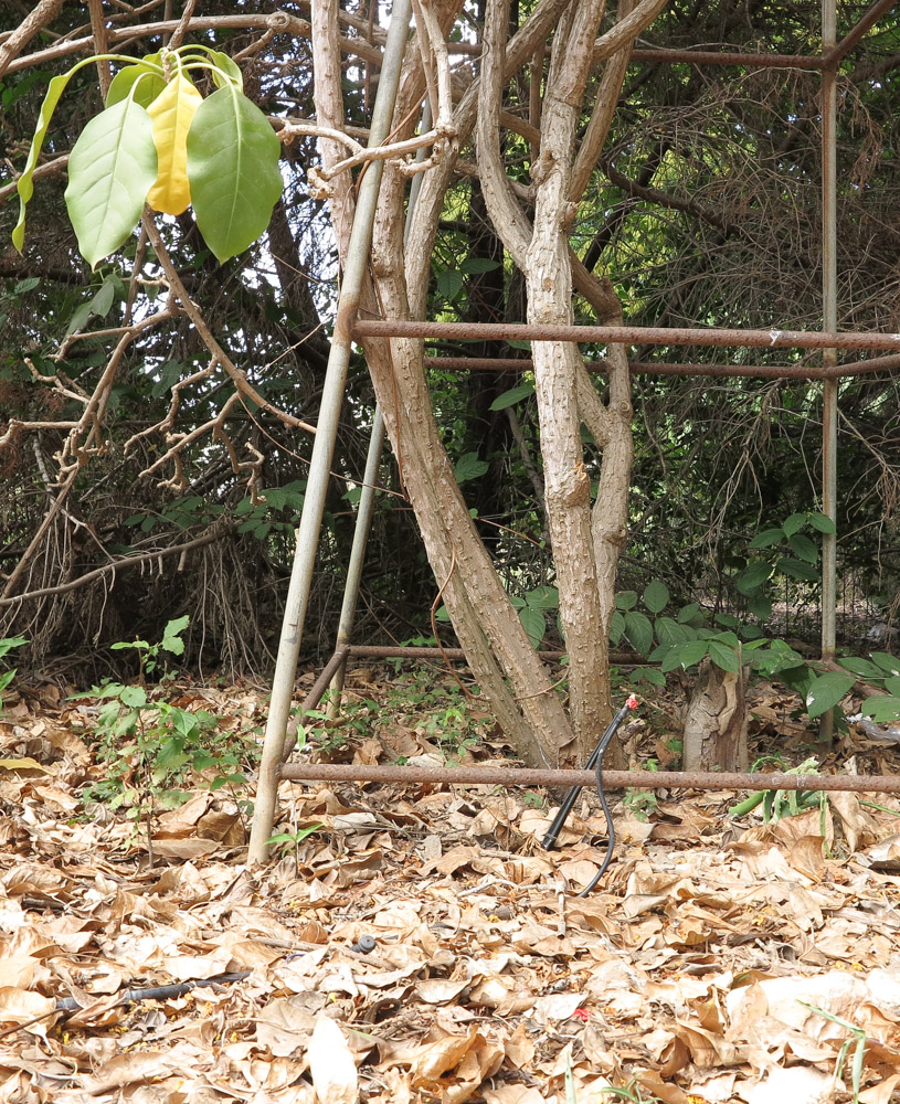 Image of Solandra maxima specimen.