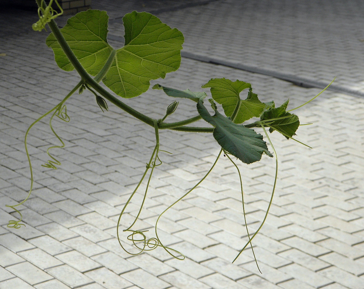 Image of Cucurbita maxima ssp. turbaniformis specimen.