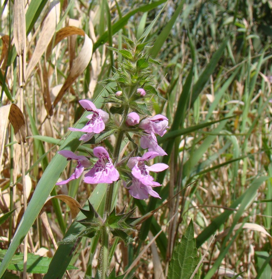 Изображение особи Stachys palustris.