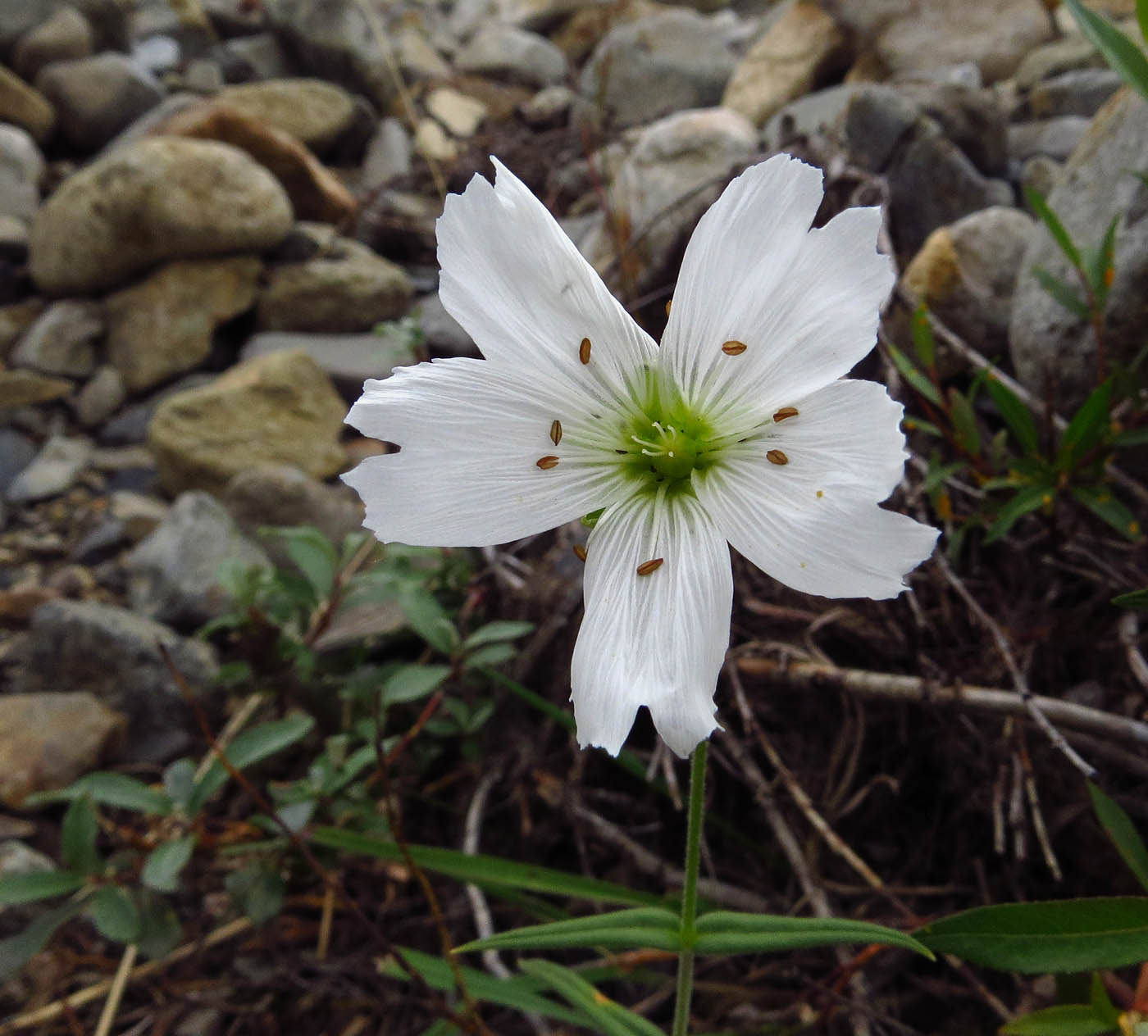 Image of Cerastium maximum specimen.