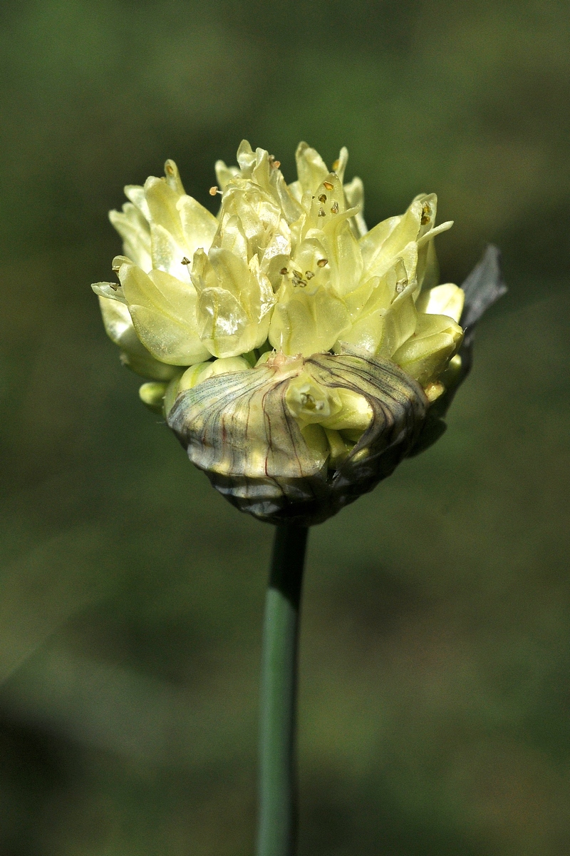 Изображение особи Allium chrysanthum.