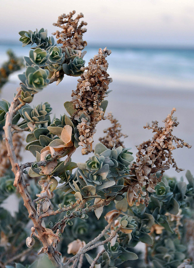 Image of Atriplex farinosa specimen.