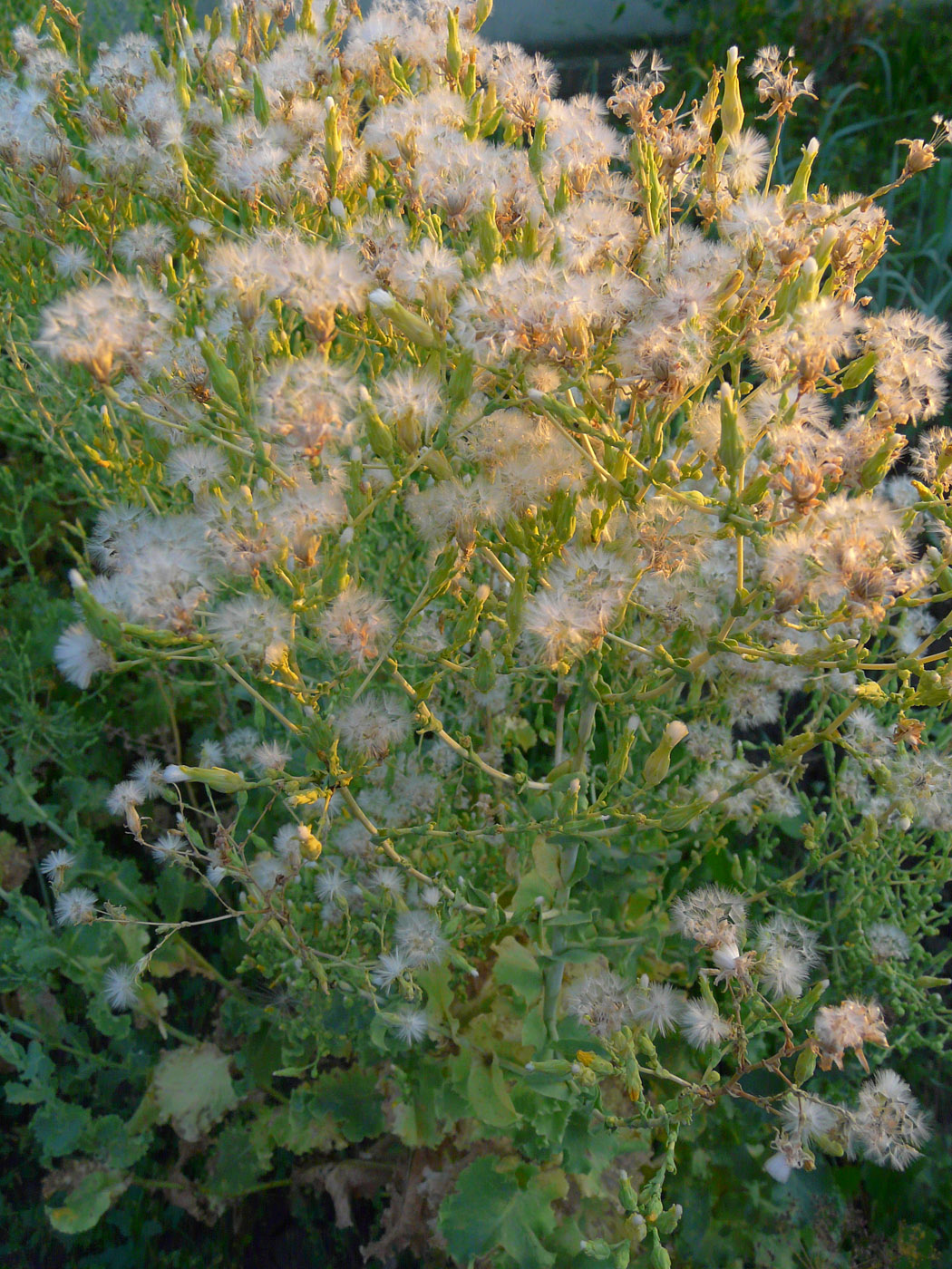 Image of Lactuca sativa specimen.