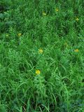 Inula salicina