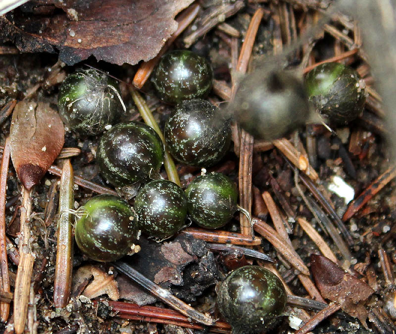 Image of Solanum physalifolium specimen.