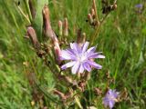 Lactuca tatarica
