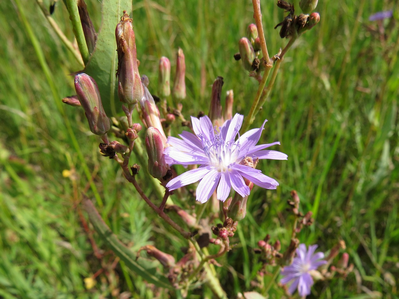 Image of Lactuca tatarica specimen.