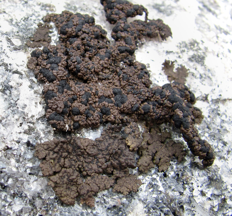 Image of Umbilicaria hyperborea specimen.