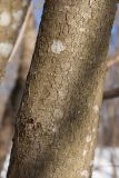 Corylus avellana