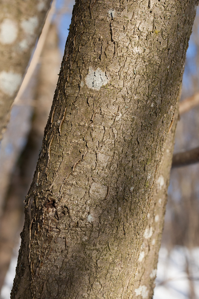 Image of Corylus avellana specimen.
