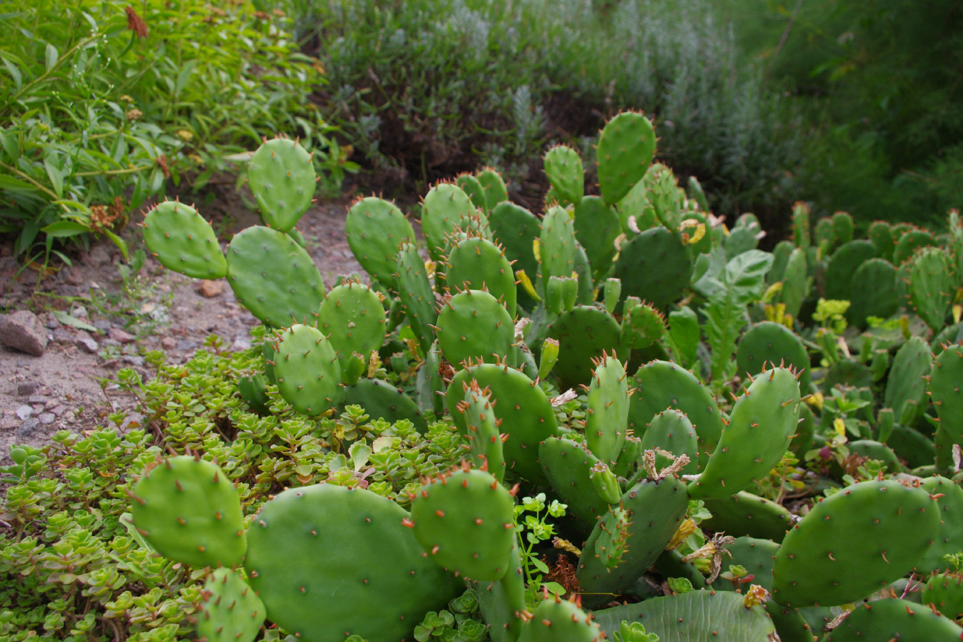 Image of Opuntia humifusa specimen.