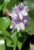 Eichhornia crassipes
