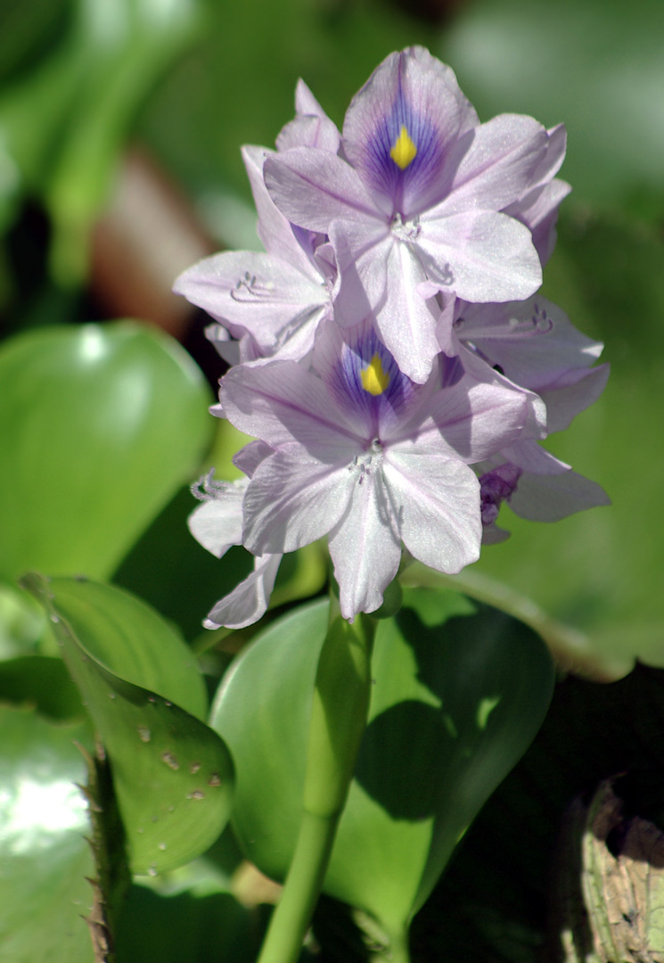 Image of Eichhornia crassipes specimen.