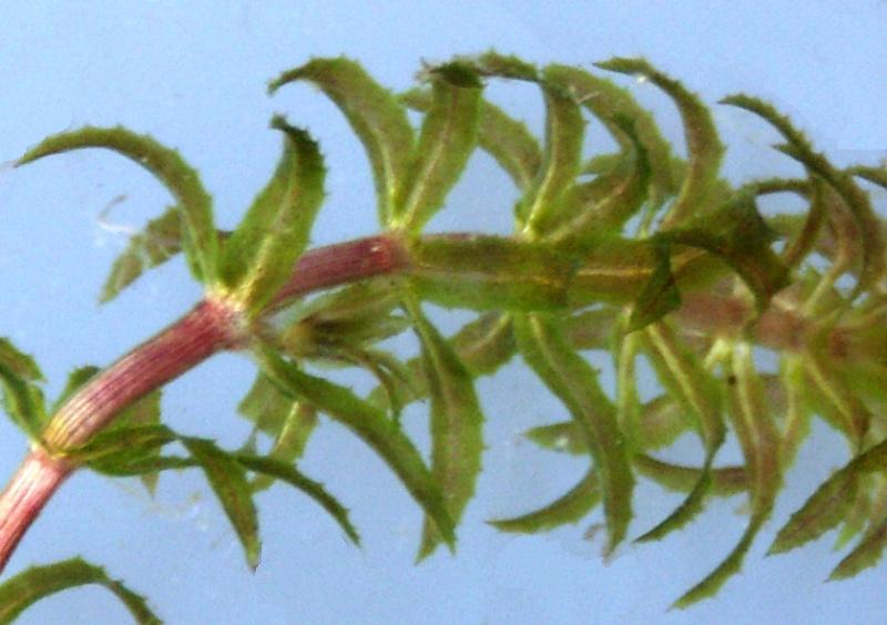 Image of Hydrilla verticillata specimen.