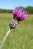 Cirsium dissectum