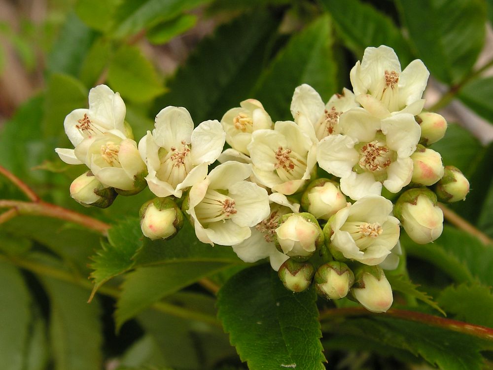 Изображение особи Sorbus sambucifolia.