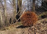 Castanea sativa. Плюска опавшего прошлогоднего соплодия. Краснодарский край, Туапсинский р-н, гора Индюк, буково-каштановый лес на юго-западном склоне горы, выс. ≈ 800 м н.у.м. 01.04.2017.