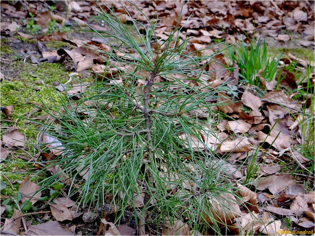 Изображение особи Pinus cembra.