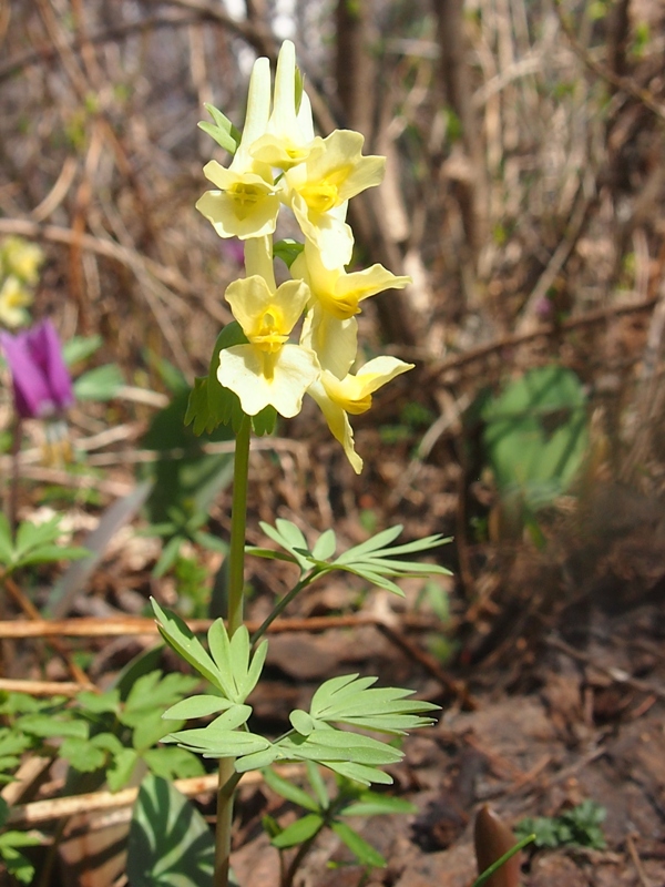 Image of Corydalis bracteata specimen.