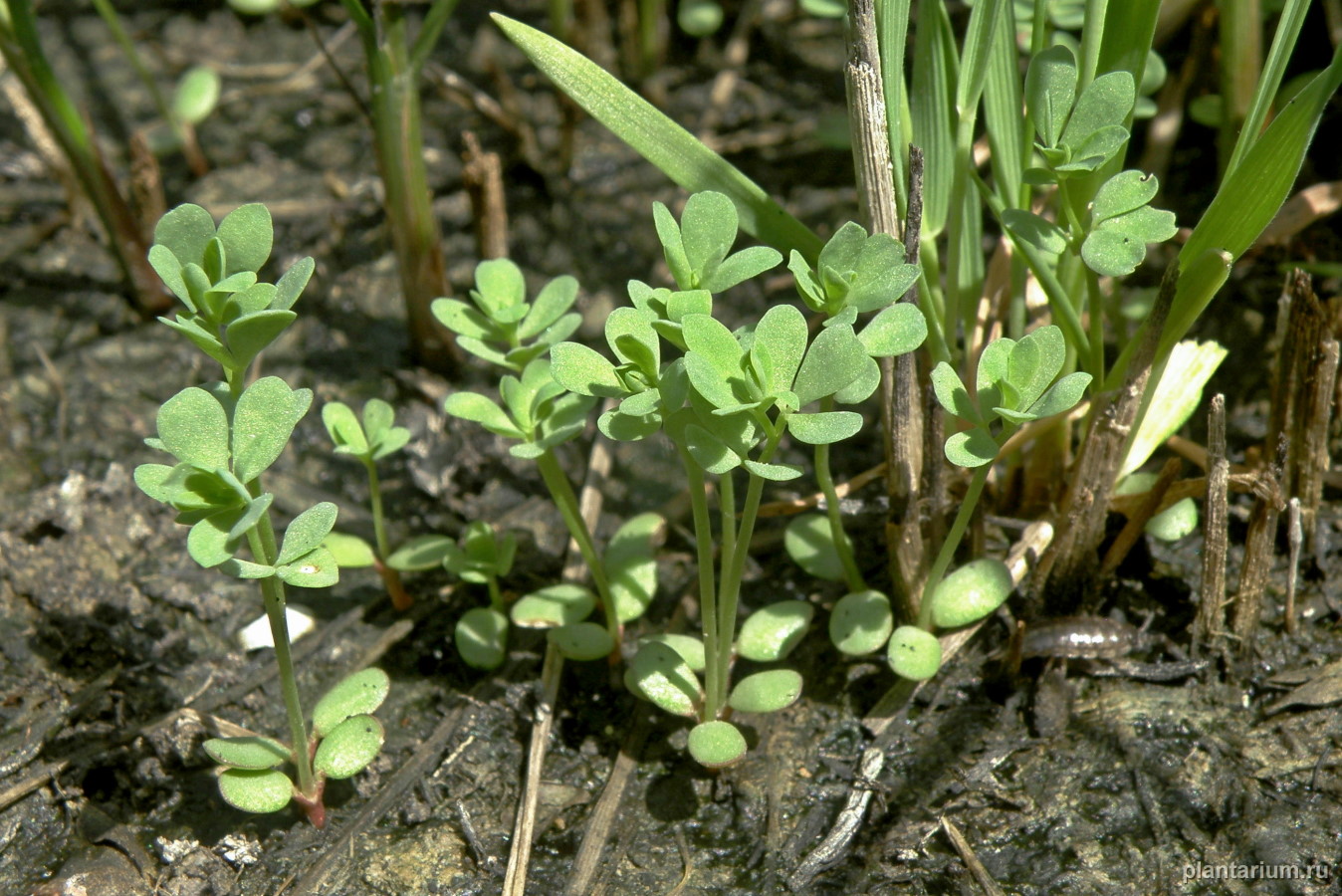 Image of Lotus frondosus specimen.