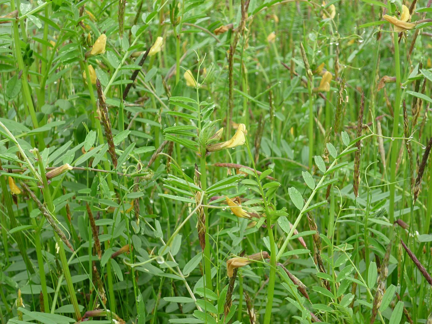 Image of Vicia biebersteinii specimen.