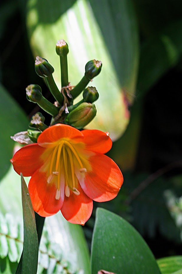 Image of Clivia miniata specimen.