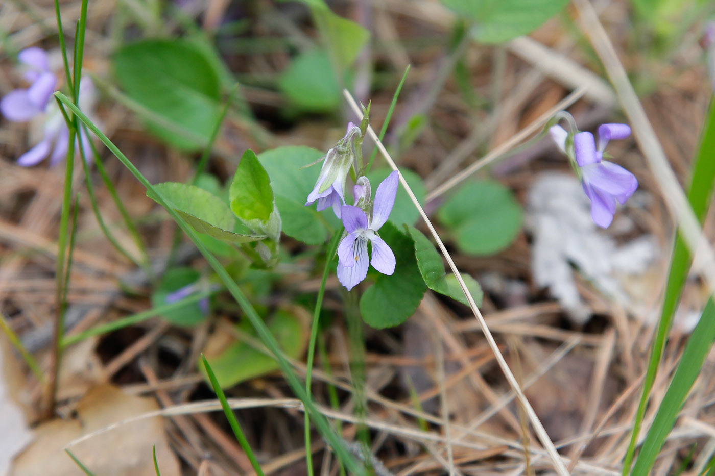 Image of Viola rupestris specimen.