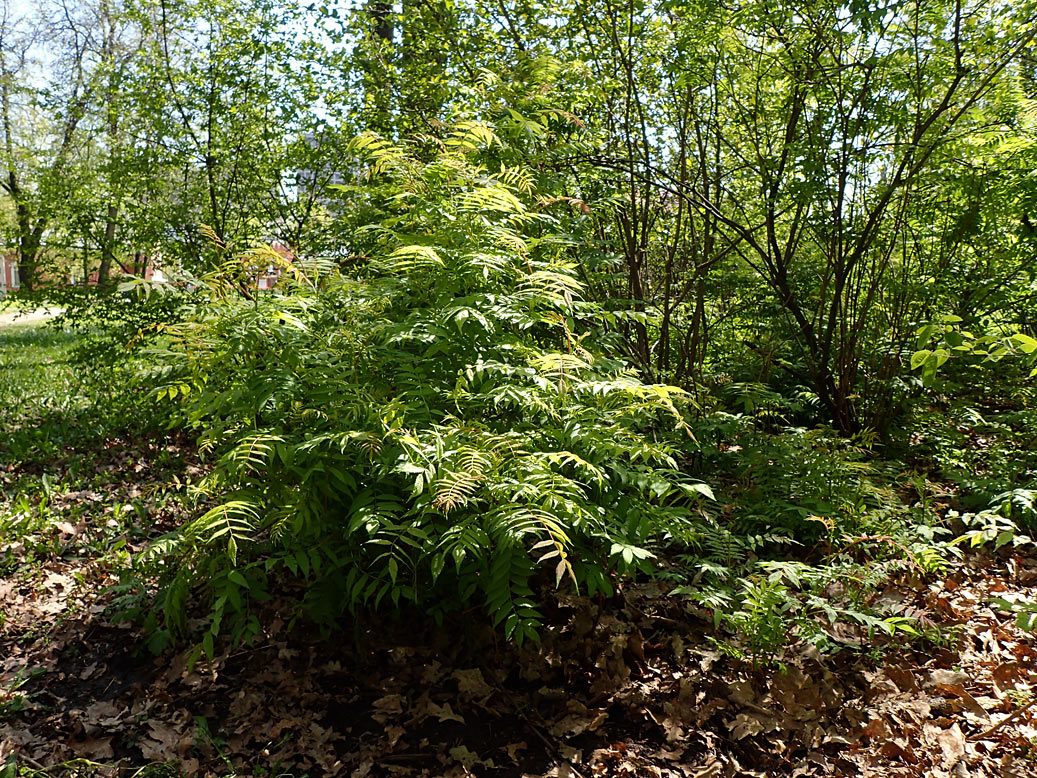 Image of Sorbaria sorbifolia specimen.