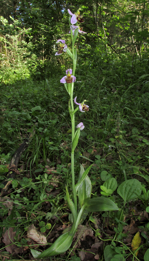 Изображение особи Ophrys apifera.