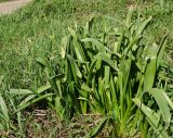 genus Allium