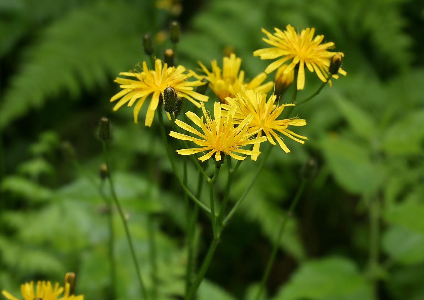 Изображение особи Crepis paludosa.