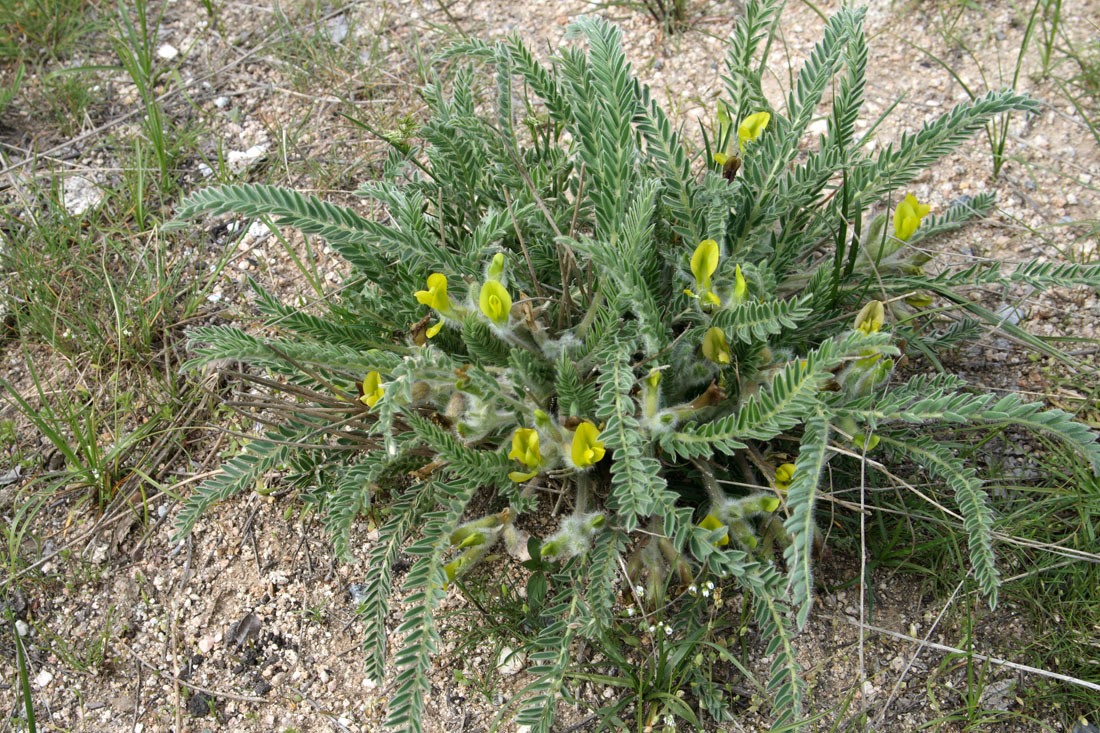 Изображение особи Astragalus janischewskii.