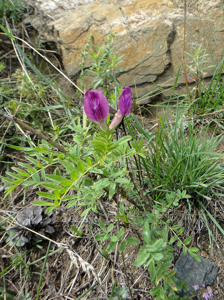 Image of Astragalus suffruticosus specimen.