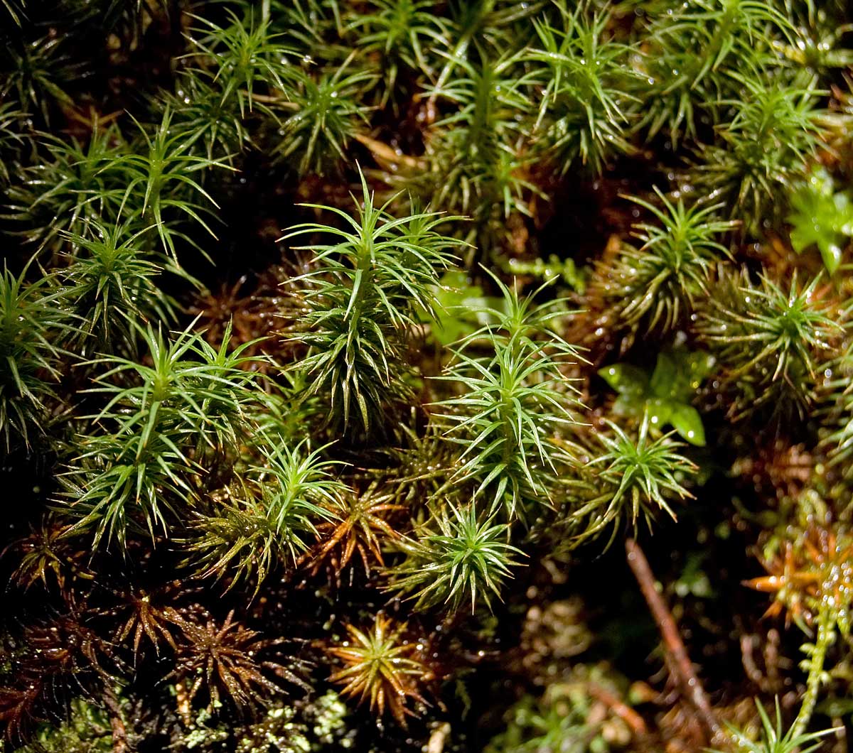 Изображение особи род Polytrichum.