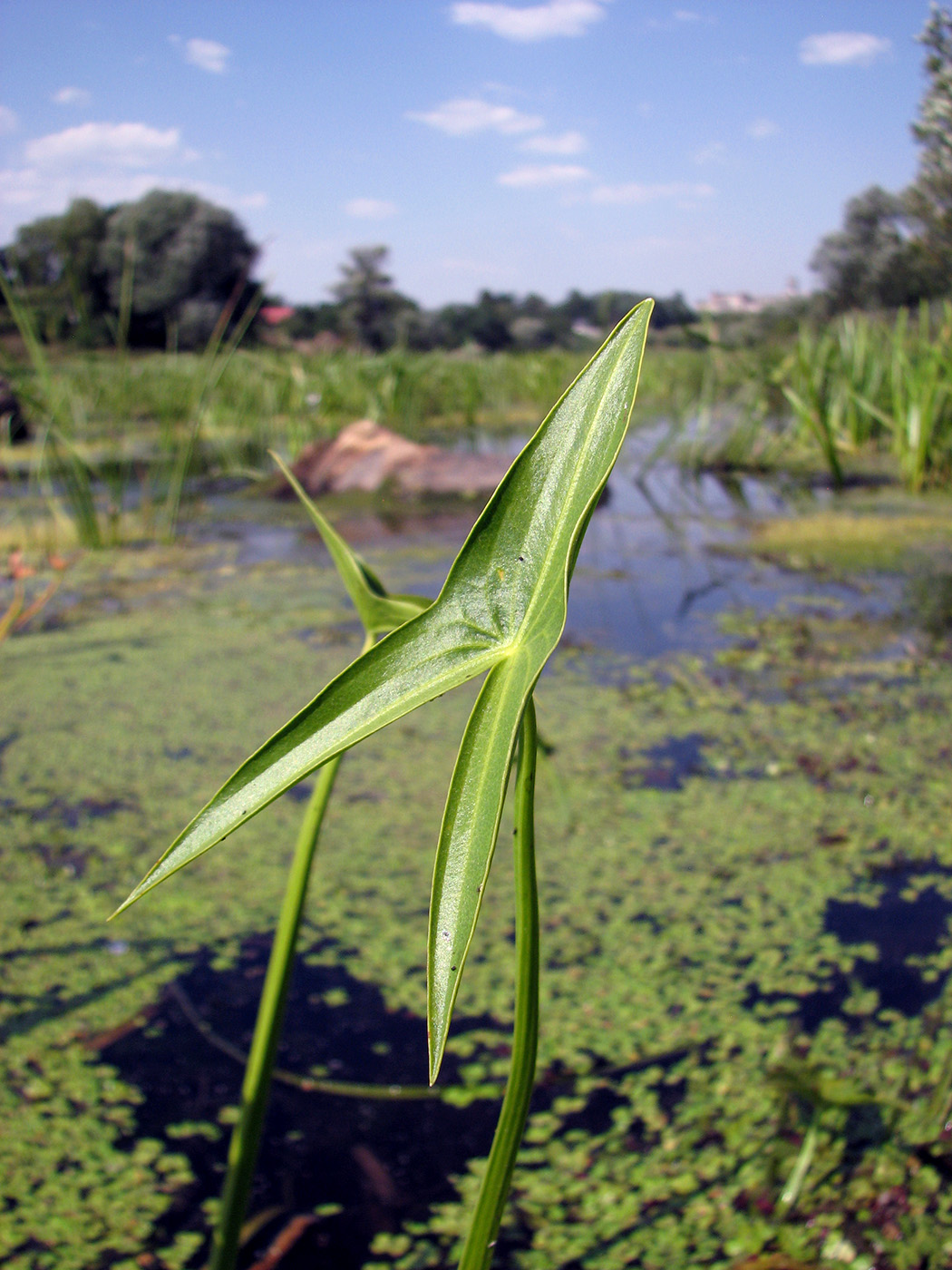 Image of Sagittaria sagittifolia specimen.