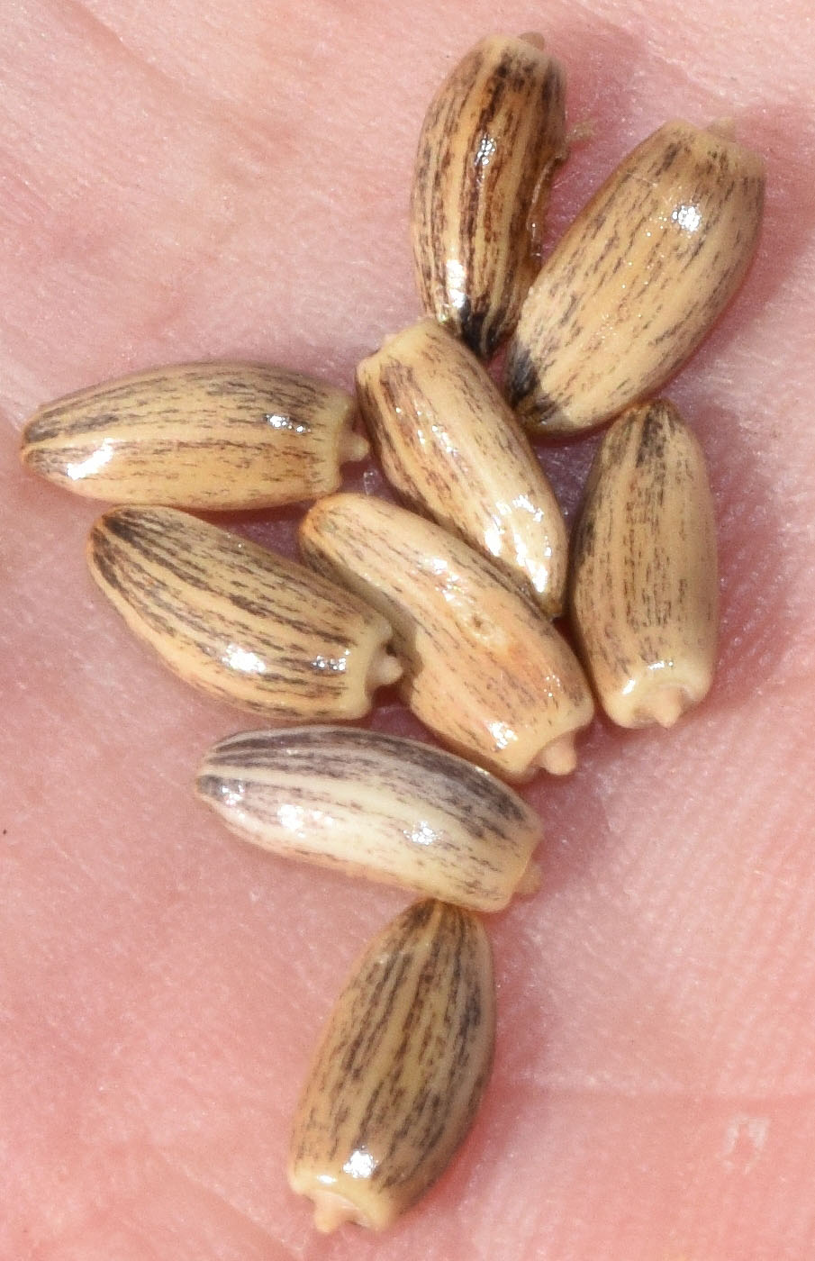 Image of Picnomon acarna specimen.