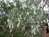 Acacia podalyriifolia