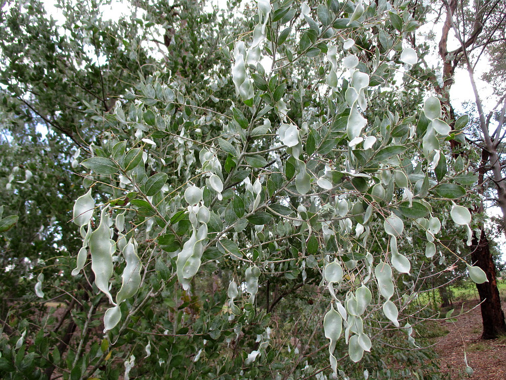 Изображение особи Acacia podalyriifolia.