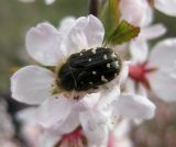 Cerasus tomentosa. Цветок с жуком оленкой, питающимся нектаром. Украина, Черкасская обл., Каневский р-н, Региональный ландшафтный парк \"Трахтемиров\", степной участок, испорченный лесоводами. 24 апреля 2010 г.