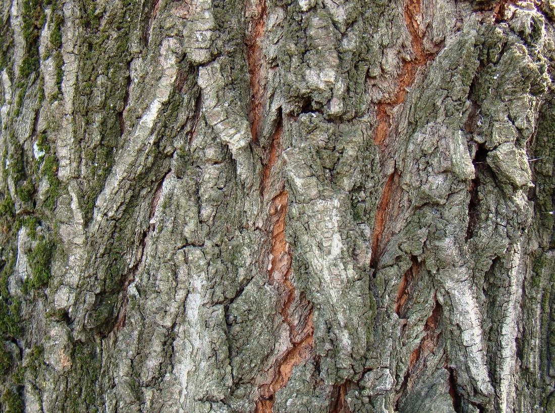 Image of Ulmus pumila specimen.