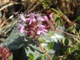 genus Thymus. Соцветие. Магаданская обл., Ольский р-н, окр. пос. Атарган, крутой каменистый склон сопки. 07.07.2017.