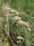 Goniolimon eximium