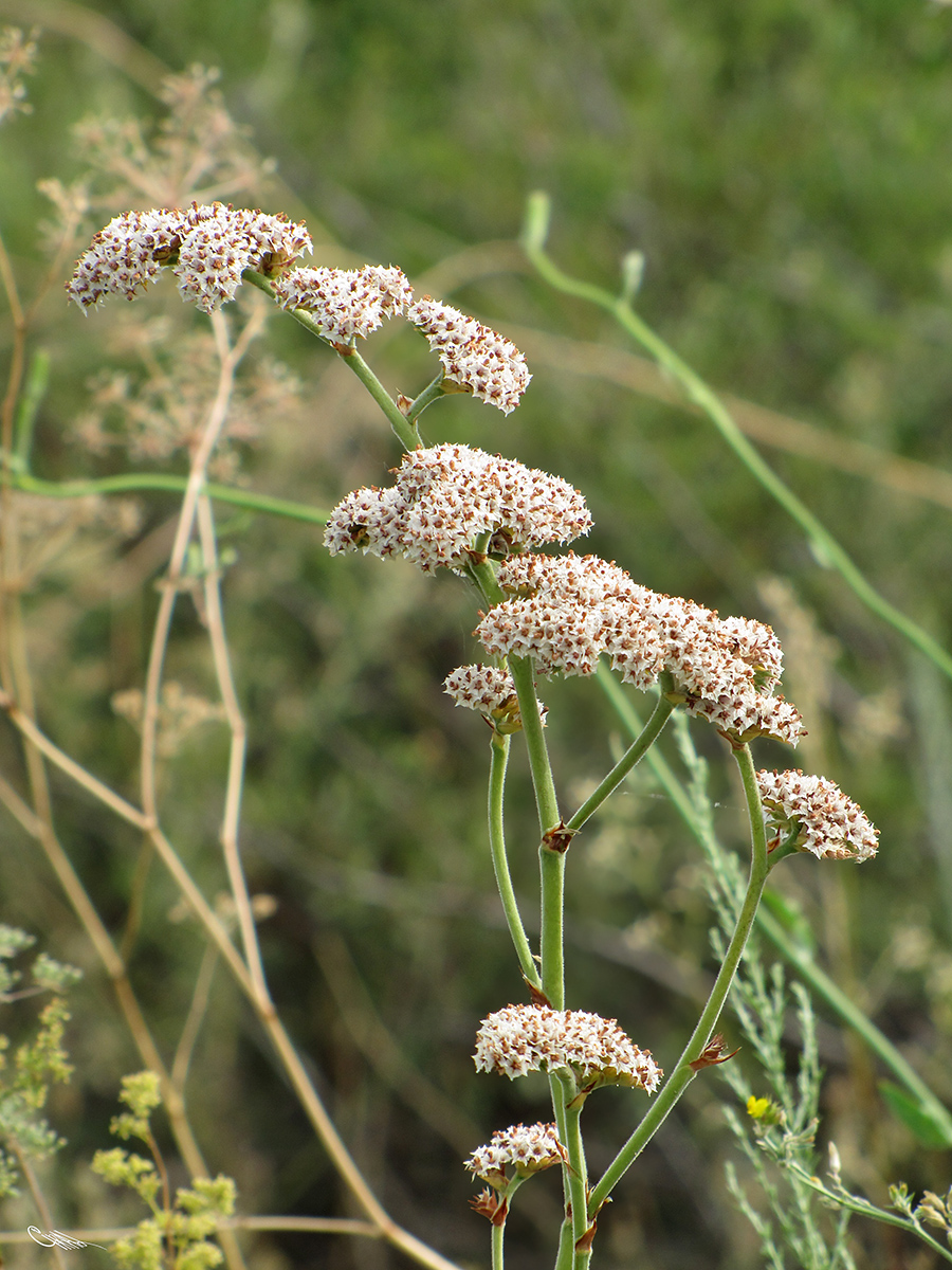 Image of Goniolimon eximium specimen.