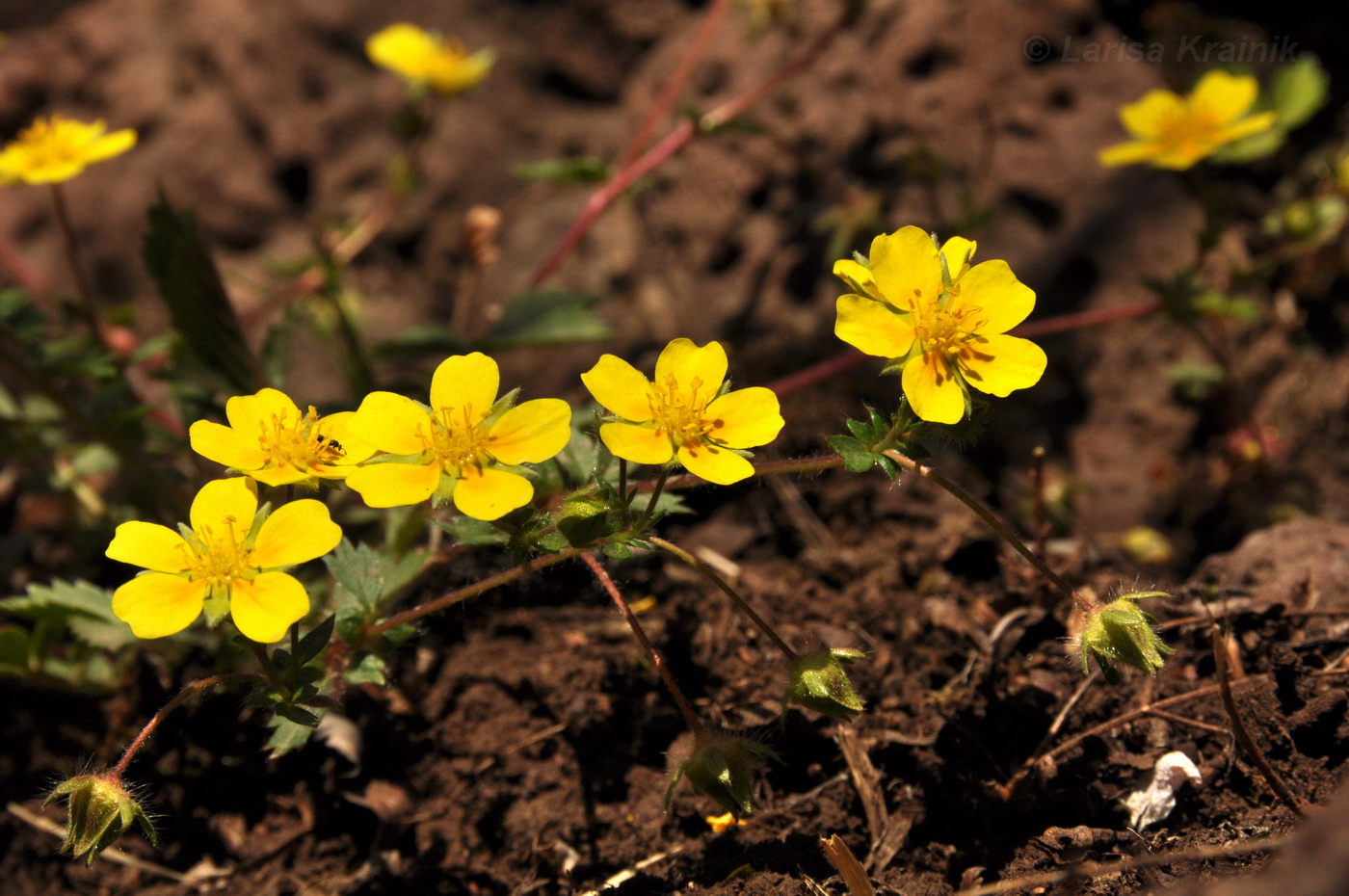 Image of Potentilla fragarioides specimen.