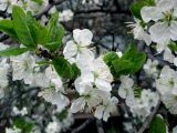 Prunus domestica